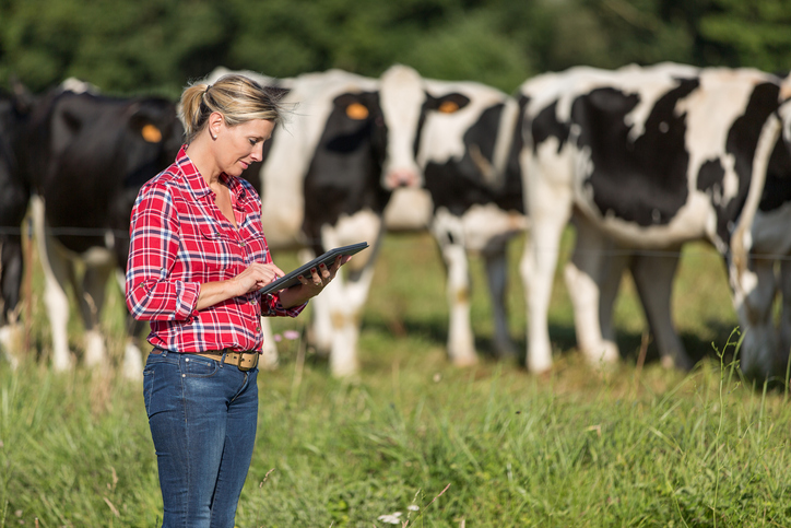 Female farmer working with her cows in pasture, not concerned with her farm accounting.