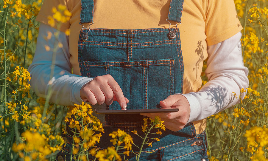 Female farmer using tablet in rapeseed field for digital tax record keeping, including farm tax deductions.