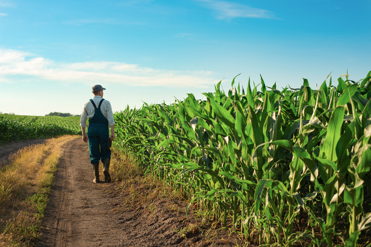 Calm male corn grower in overalls walks along the field, not worried about his agribusiness accounting.