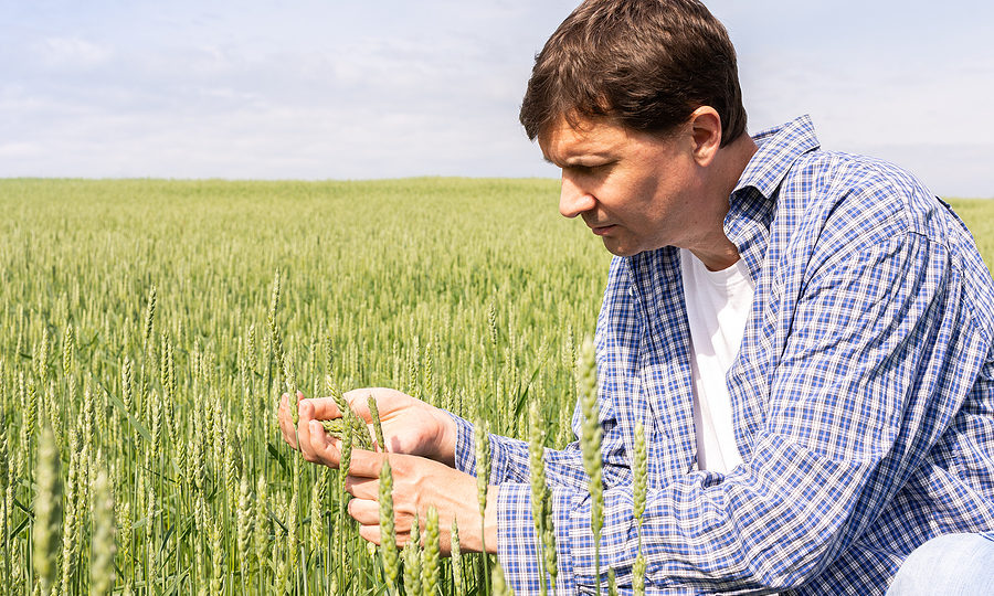 A male farmer checks the quality of sown rapeseed on a sunny summer day, assured he hired the right farm accountant.