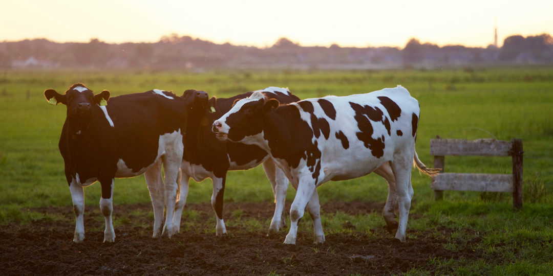 Three dairy cows on a green farm field, where a farmer understood the details of farm depreciation.