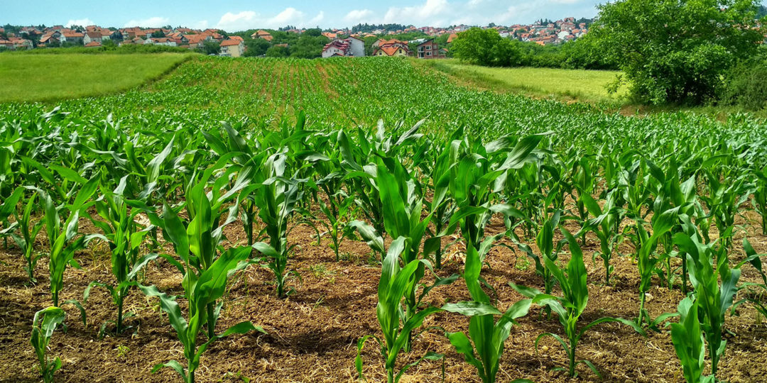 A picture of several rows of corn crops on a farm, where farm inheritance tax can be significant concern for farmers who want to preserve their hard-earned legacy.