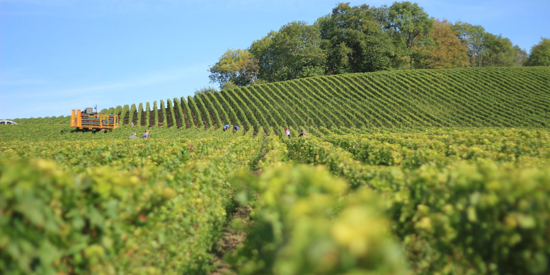 A photo of a farm with workers in rows crops. This farm would be required to complete a schedule f tax form.