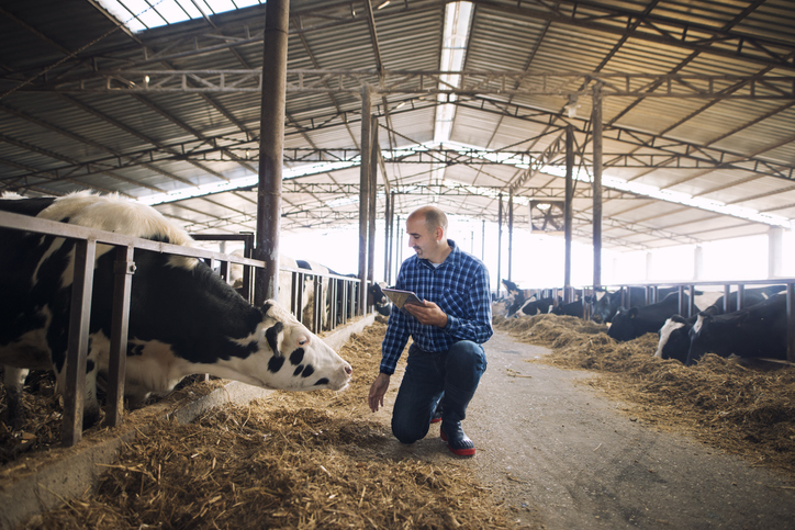 Farmer and cows at dairy farm, because he understands tax planning for farmers.