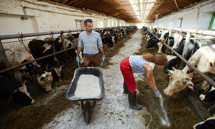 Two young farm workers feeding dairy cows in stables during working day not worrying about what is form 943 is because they've hired Genske, Mulder & Company, LLP as they're accounting firm.